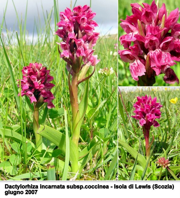 DACTYLORHIZA: immagini di una splendida orchidacea.